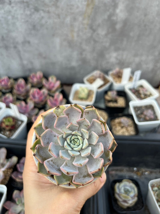 Echeveria cuspidata Pink zaragozae 粉爪(Claire Shop Australia Succulents)