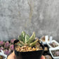 Gasteria 'Fujii Yuki'
富士子寶(Claire Shop Australia Succulents)