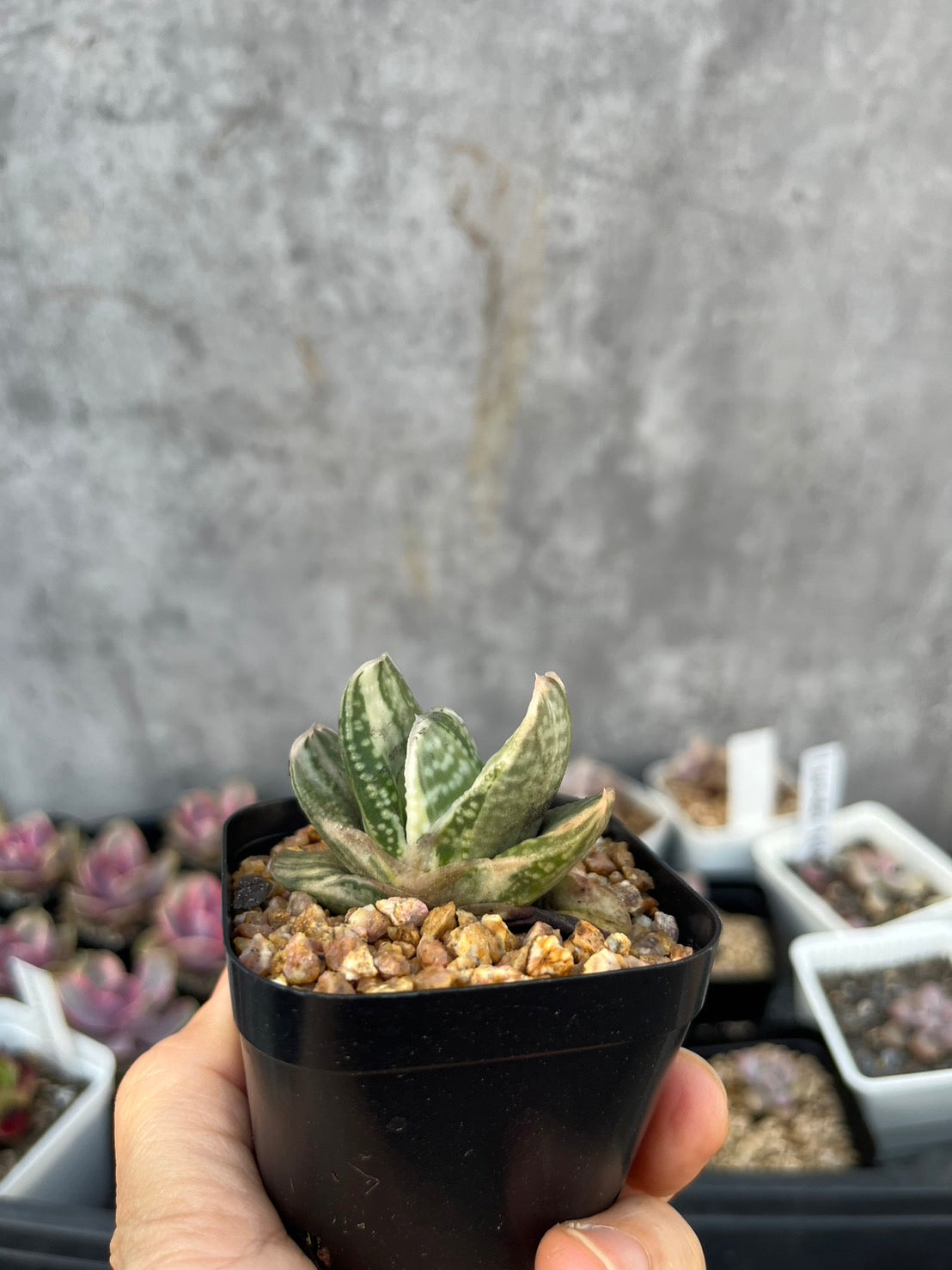 Gasteria 'Fujii Yuki'
富士子寶(Claire Shop Australia Succulents)