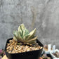 Gasteria 'Fujii Yuki'
富士子寶(Claire Shop Australia Succulents)