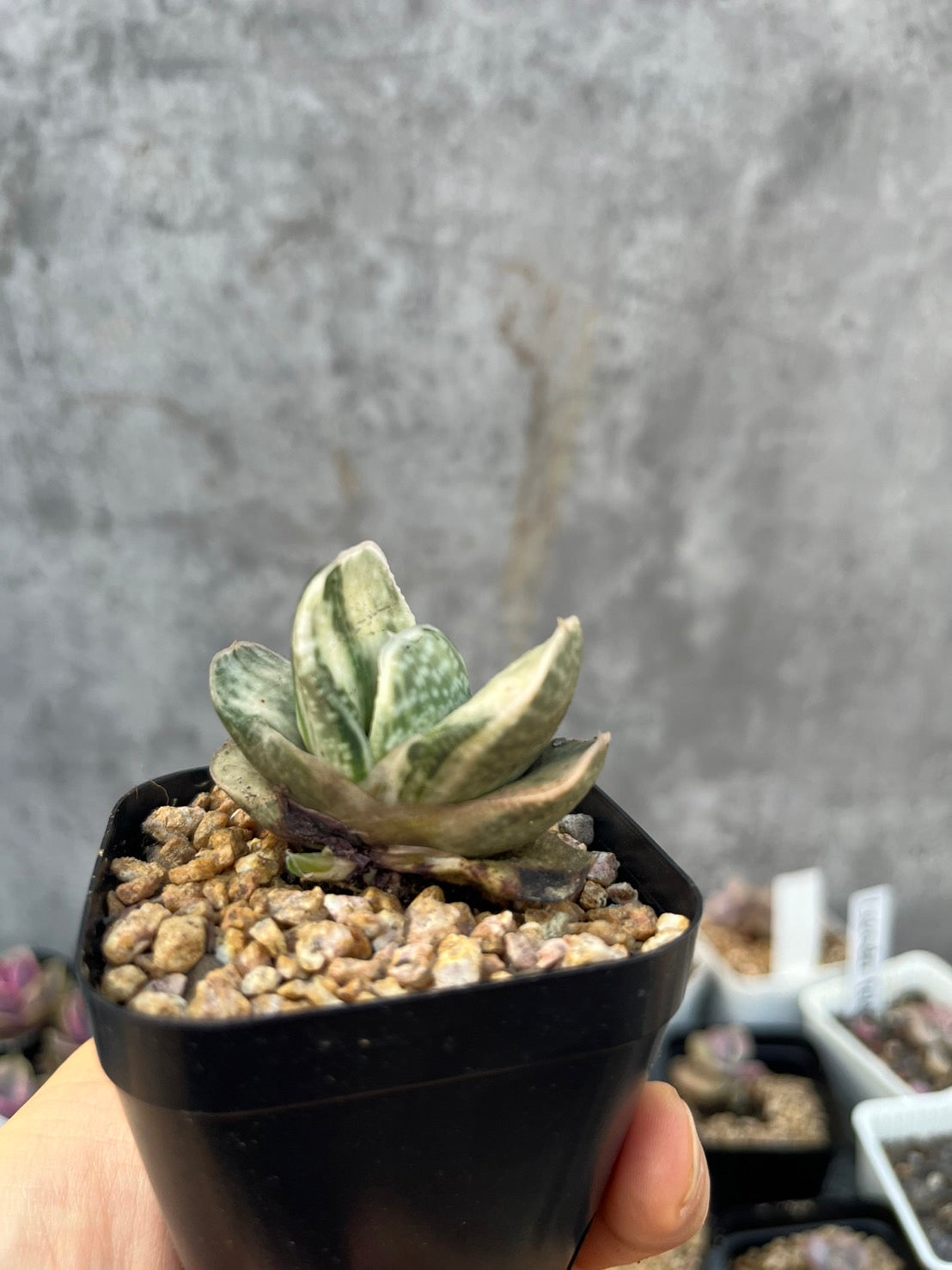 Gasteria 'Fujii Yuki'
富士子寶(Claire Shop Australia Succulents)