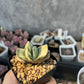 Gasteria 'Fujii Yuki'
富士子寶(Claire Shop Australia Succulents)