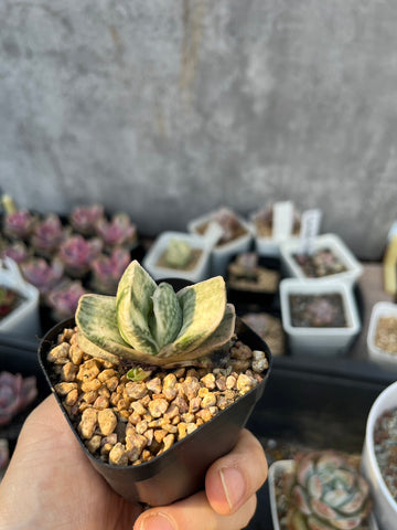 Gasteria 'Fujii Yuki'
富士子寶(Claire Shop Australia Succulents)