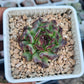 Sempervivum 'Oddity' オディッティ百惠
(Claire Shop Australis Succulents