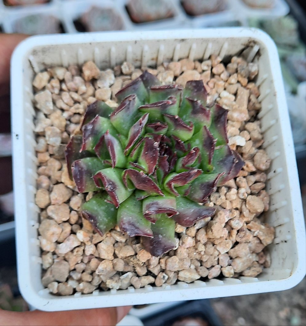 Sempervivum 'Oddity' オディッティ百惠
(Claire Shop Australis Succulents