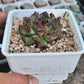 Sempervivum 'Oddity' オディッティ百惠
(Claire Shop Australis Succulents