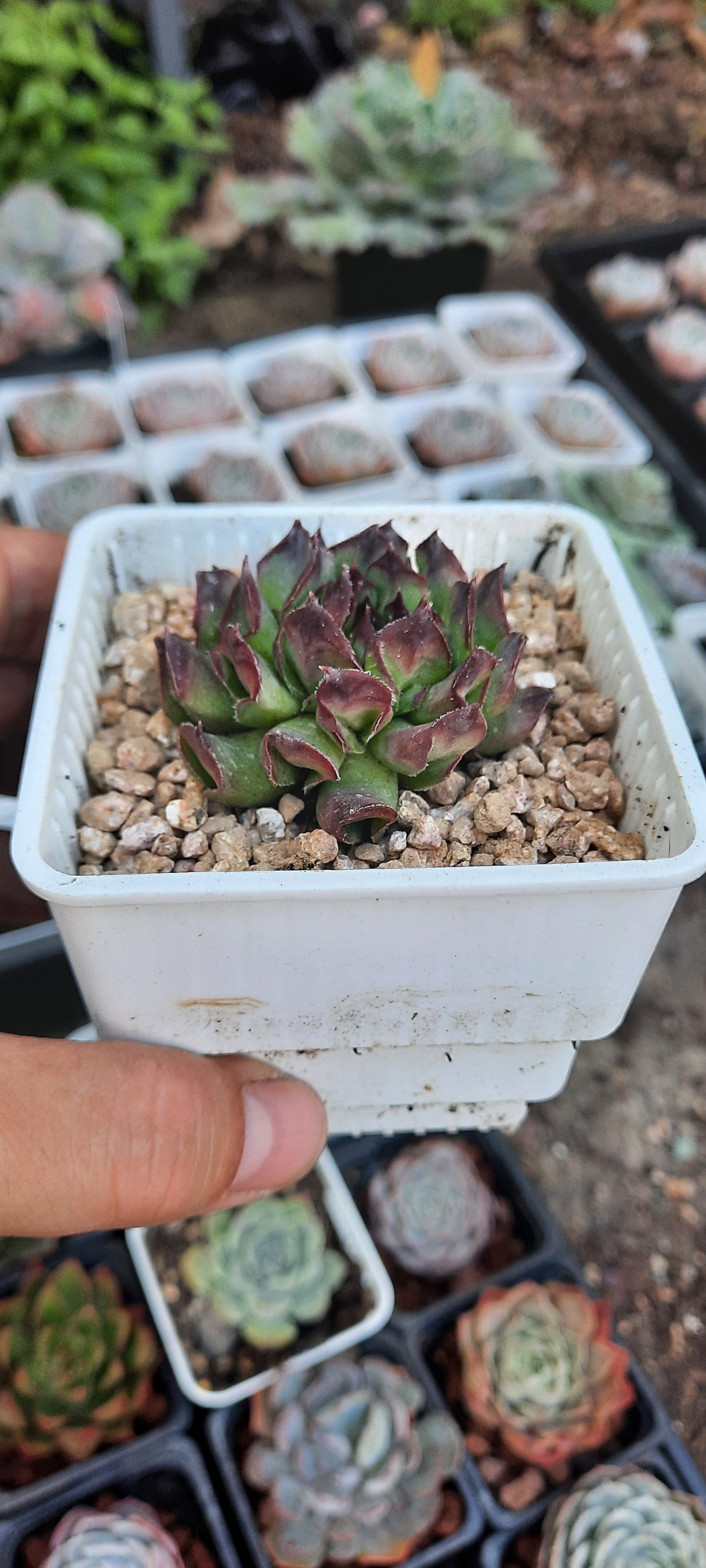 Sempervivum 'Oddity' オディッティ百惠
(Claire Shop Australis Succulents