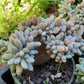 Graptosedum Francesco Baldi Crest (Claire Shop Australis Succulent)