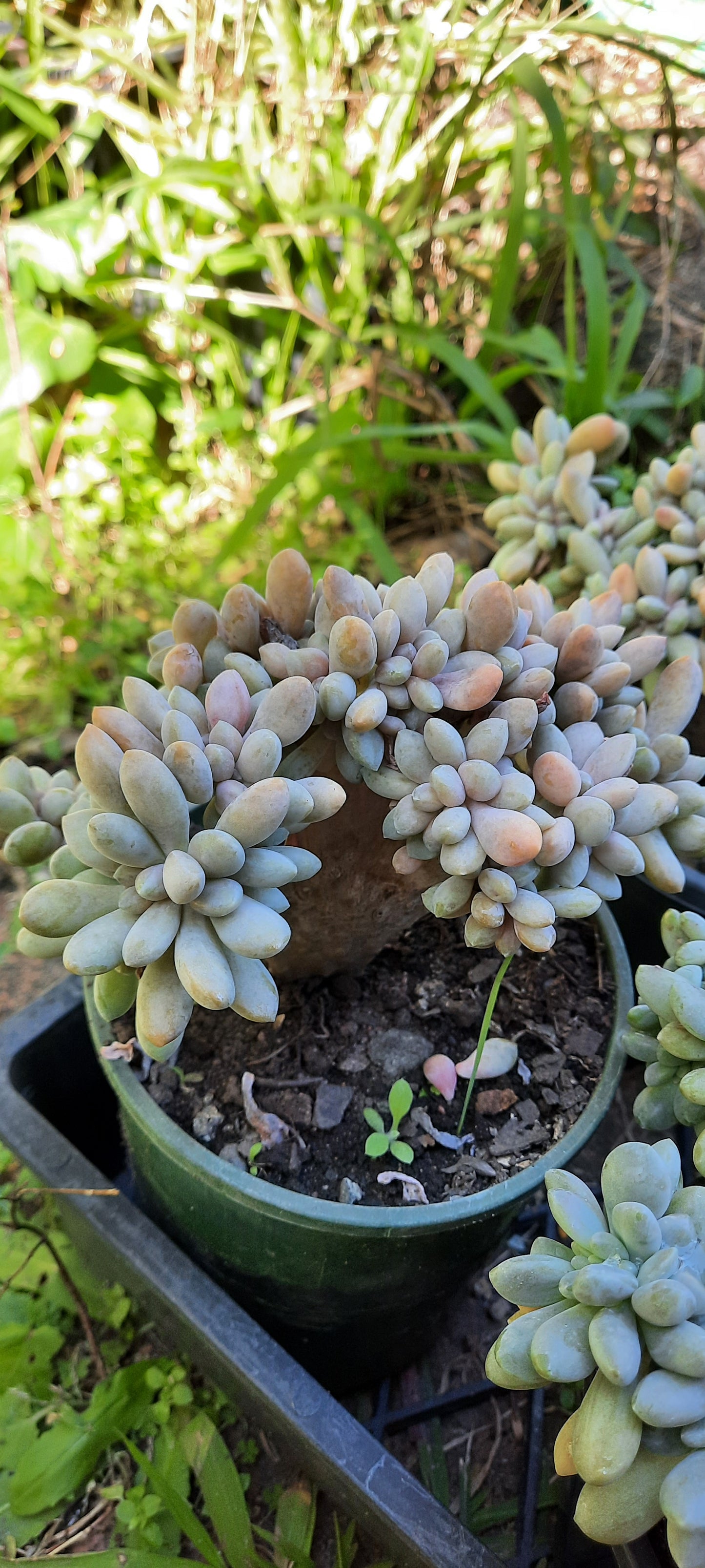 Graptosedum Francesco Baldi Crest (Claire Shop Australis Succulent)