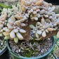 Graptosedum Francesco Baldi Crest (Claire Shop Australis Succulent)