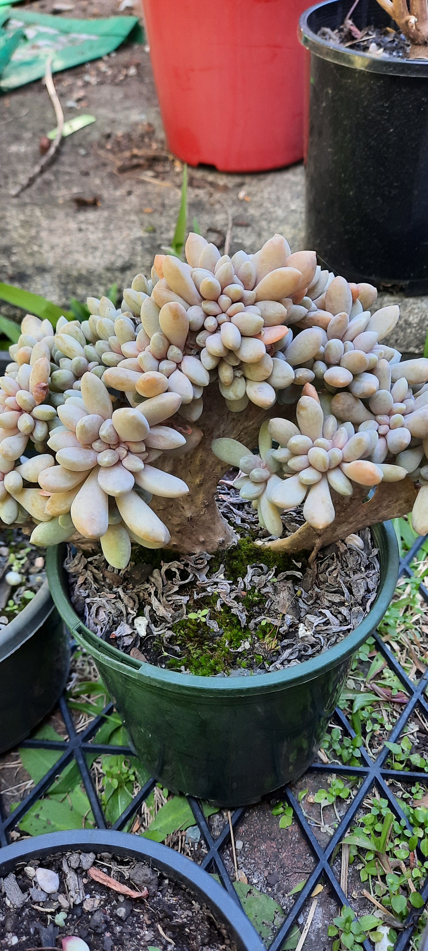 Graptosedum Francesco Baldi Crest (Claire Shop Australis Succulent)