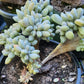 Graptosedum Francesco Baldi Crest (Claire Shop Australis Succulent)