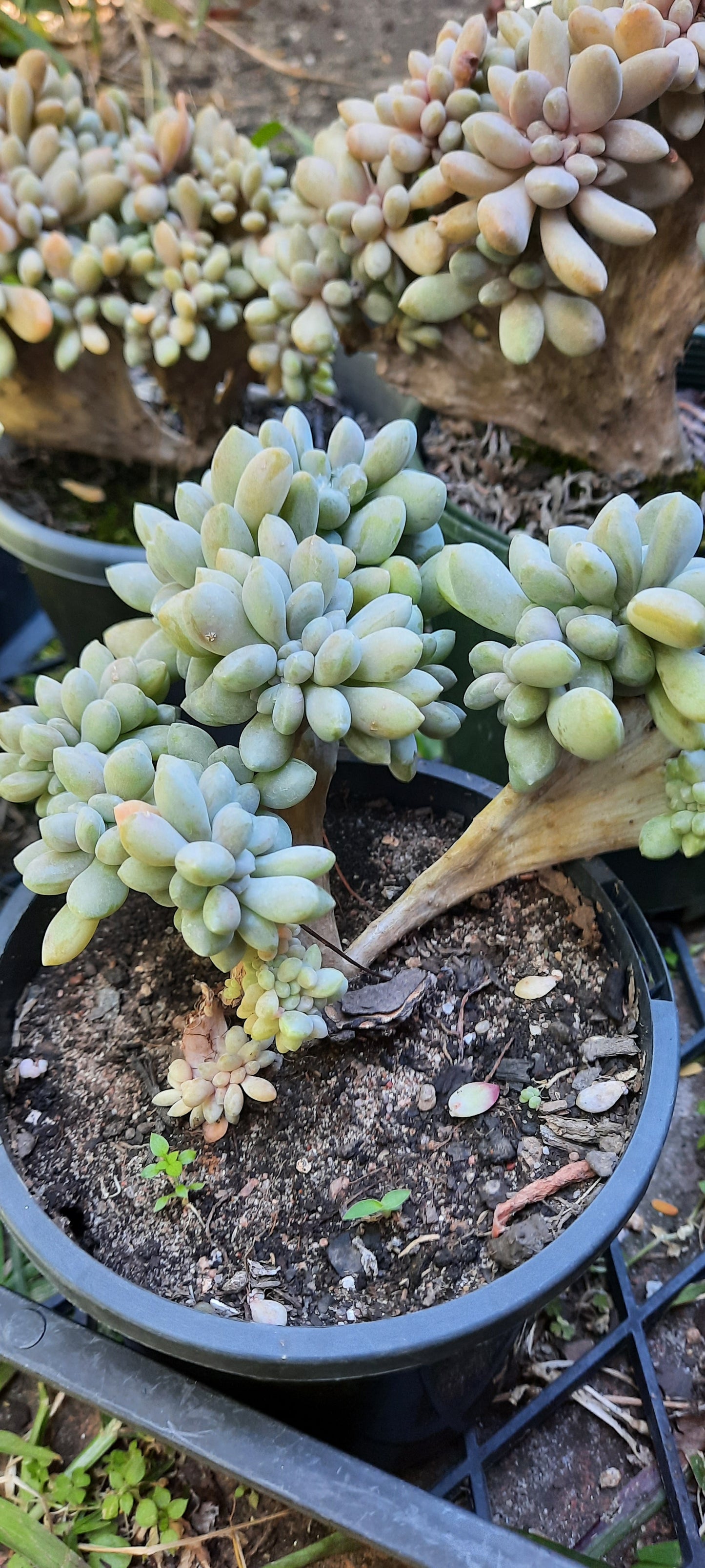 Graptosedum Francesco Baldi Crest (Claire Shop Australis Succulent)