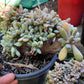 Graptosedum Francesco Baldi Crest (Claire Shop Australis Succulent)