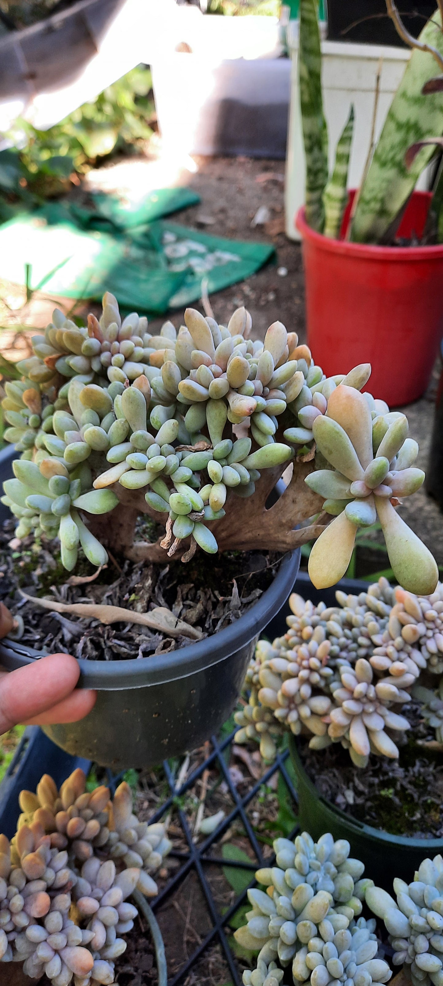 Graptosedum Francesco Baldi Crest (Claire Shop Australis Succulent)