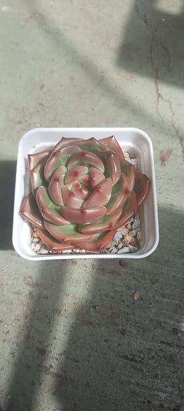 Echeveria orange Q Champagne Q橙香檳