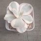 Echeveria Suyon variegated 秀妍錦 (Claire Shop Australia Succulents)