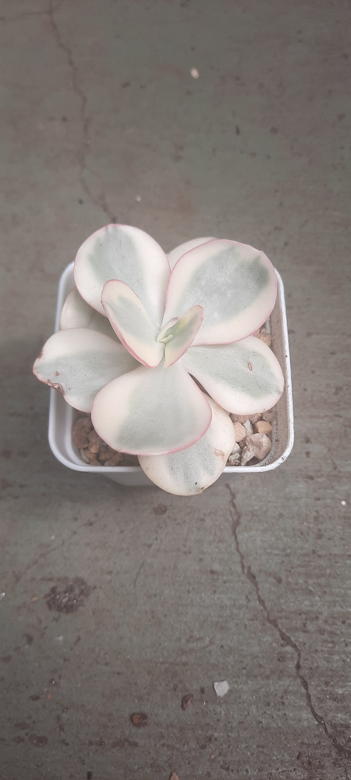 Echeveria Suyon variegated 秀妍錦 (Claire Shop Australia Succulents)