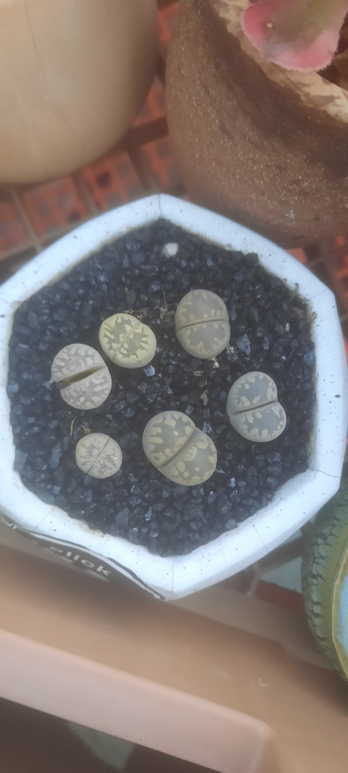 Lithops Random 5-8 plants リトープス (Living Stones) 石頭玉 屁屁 Succulents