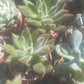 Echeveria Setosa 錦司晃(Claire Shop Australia Succulents)