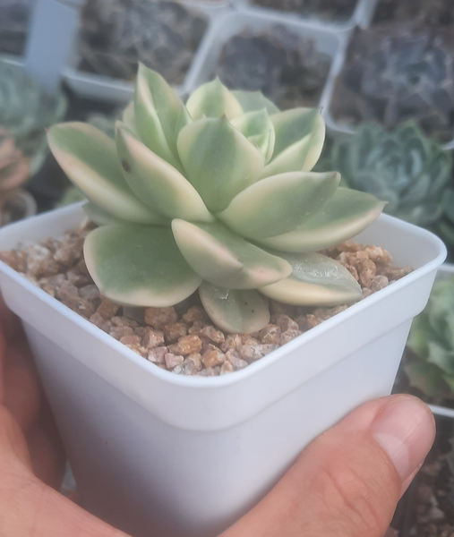 (One available)Echeveria 'Nicksana' Variegated 妮可莎娜錦 (Claire Shop Australis Succulents