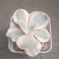 Echeveria Suyon variegated 秀妍錦 (Claire Shop Australia Succulents)