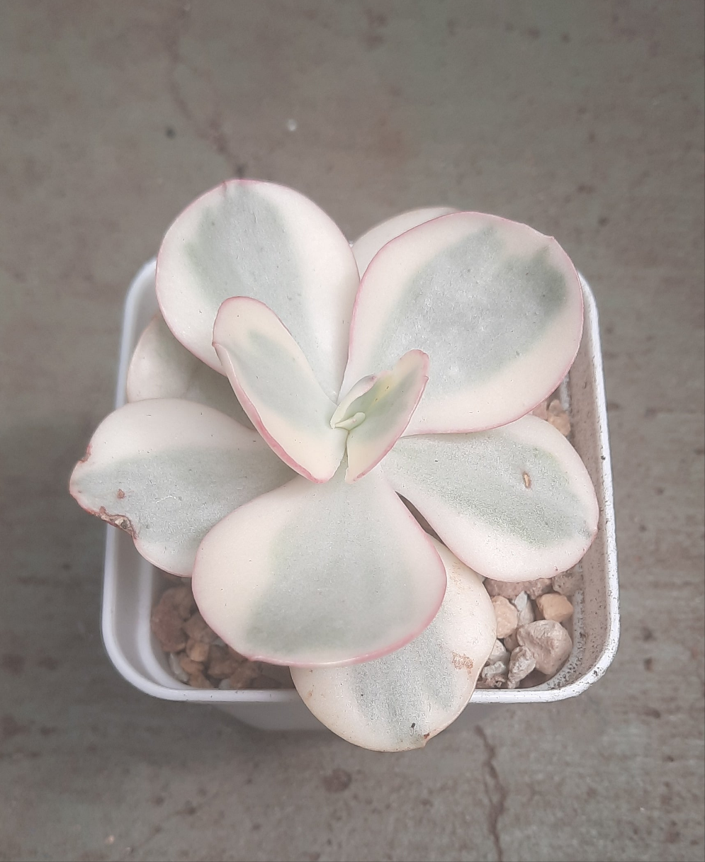 Echeveria Suyon variegated 秀妍錦 (Claire Shop Australia Succulents)