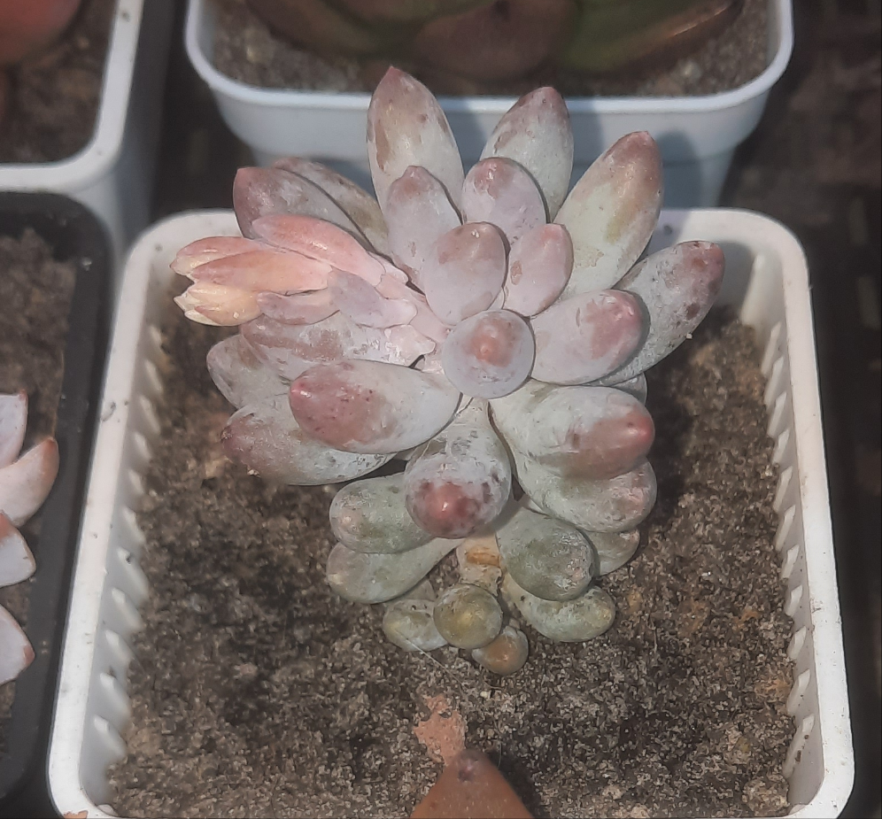 Pachyveria baby finger
 フィンガーベイビー 嬰兒手指 Claire Shop Australis Succulents