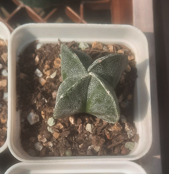 Cactus, Astrophytum Myriostigma v Quadricostatum 鸞鳳玉 Succulents＆cactus