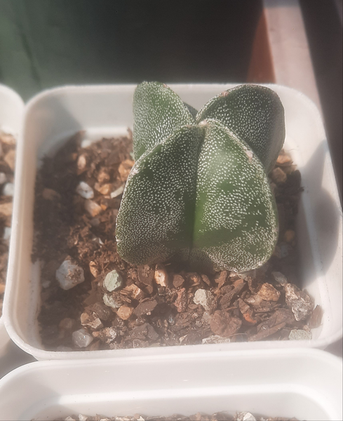 Cactus, Astrophytum Myriostigma v Quadricostatum 鸞鳳玉 Succulents＆cactus