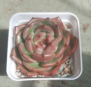 Echeveria orange Q Champagne Q橙香檳