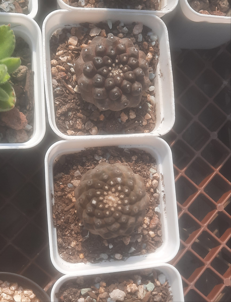 Cactus, Copiapoa Hypogaea 龍爪屬疣仙人 Succulents＆cactus