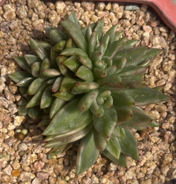 (One available)Echeveria Elk Soul Crest Variegated 艾克魂缀化锦 Claire Shop Australis Succulents