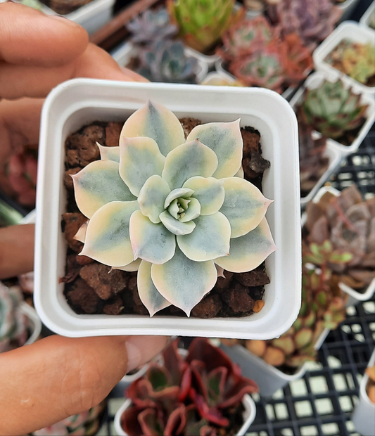 Echeveria subsessilis variegated 皮氏石蓮錦 Claire Shop Australis Succulents