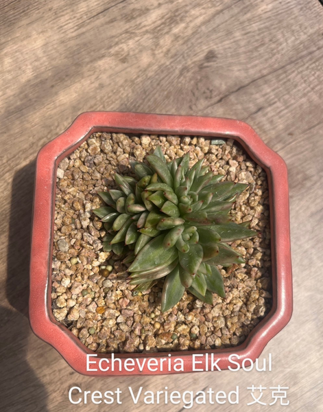 (One available)Echeveria Elk Soul Crest Variegated 艾克魂缀化锦 Claire Shop Australis Succulents