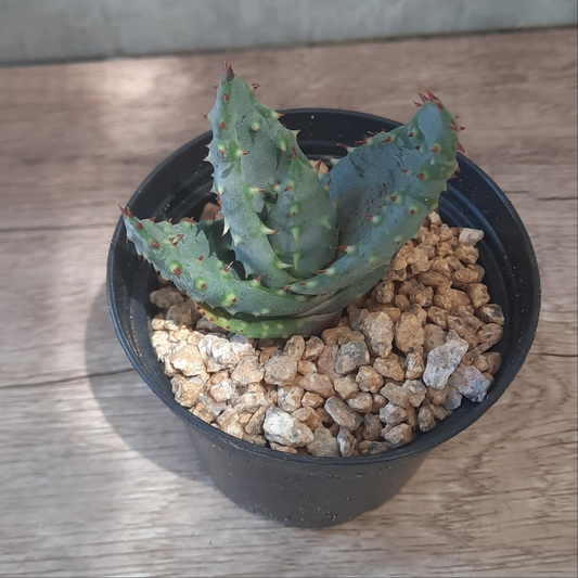 Aloe sp (Claire Shop Australia Succulents)