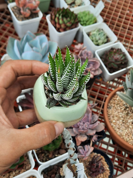 Haworthia attenuata
Zebra' 招財12卷/松之雪(Claire Shop succulents Australia)