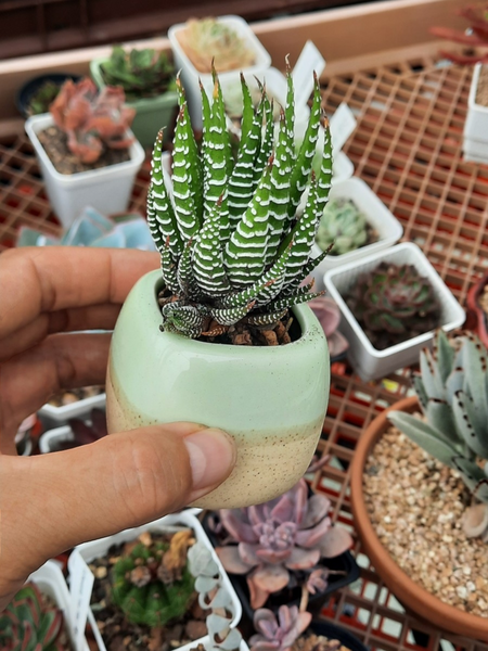 Haworthia attenuata
Zebra' 招財12卷/松之雪(Claire Shop succulents Australia)