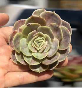 (One available) Echeveria Blue Surprise variegata 藍色驚喜錦 Succulents