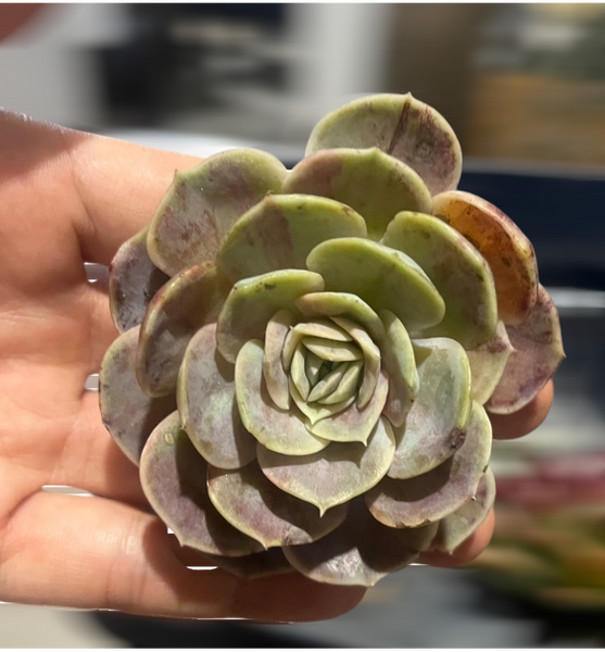 (One available) Echeveria Blue Surprise variegata 藍色驚喜錦 Succulents