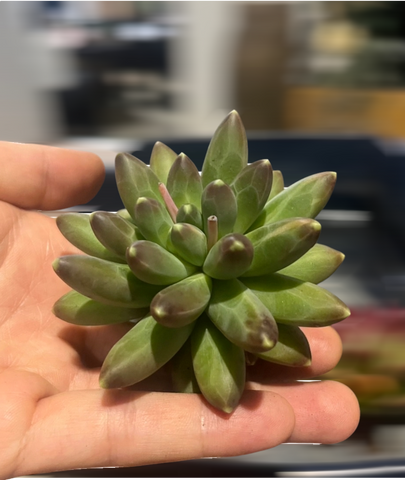 (One available) Pachyphytum Compactum 千代田之松Succulents