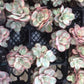 Echeveria Suyon variegated 秀妍錦 (Claire Shop Australia Succulents)