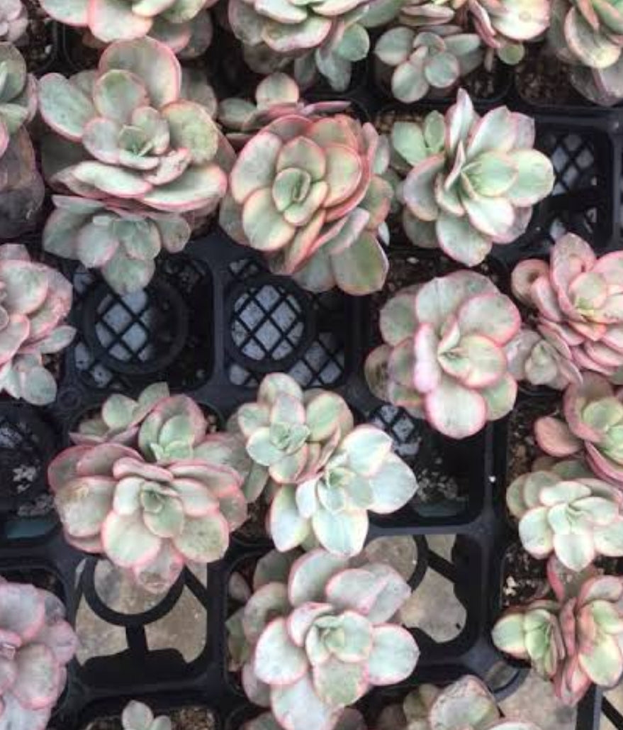 Echeveria Suyon variegated 秀妍錦 (Claire Shop Australia Succulents)