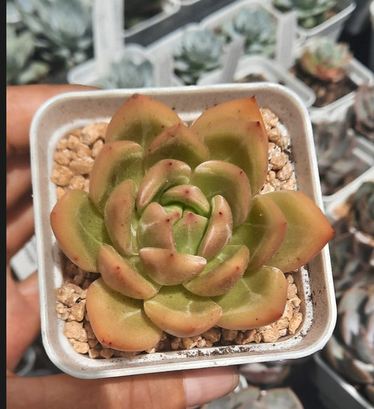 Echeveria Yellow Champagne 奶油黃香檳