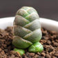 Crassula Barklyi (one plant and small roots)玉椿(小)(Claire Shop Australia Succulents)