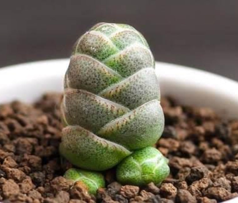 Crassula Barklyi (one plant and small roots)玉椿(小)(Claire Shop Australia Succulents)