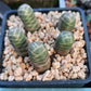 Crassula Barklyi (one plant and small roots)玉椿(小)(Claire Shop Australia Succulents)