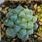 Haworthia cooperi var. pilifera. 玉露(Claire Shop Succulents)