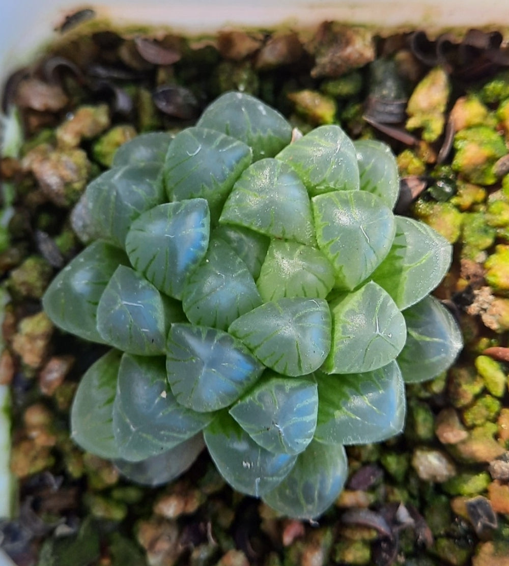 Haworthia cooperi var. pilifera. 玉露(Claire Shop Succulents)