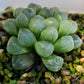 Haworthia cooperi var. pilifera. 玉露(Claire Shop Succulents)